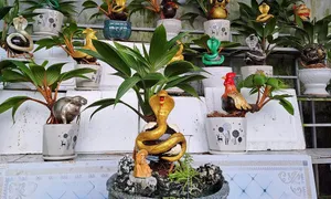 Triệu đồng chậu cảnh 'kim sà nhả long châu' cho Tết Ất Tỵ Triệu đồng chậu cảnh 'kim sà nhả long châu' cho Tết Ất Tỵ