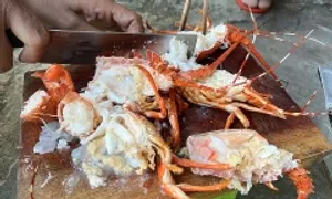 Bơm thạch rau câu 'biến' tôm hùm chết thành tươi Bơm thạch rau câu 'biến' tôm hùm chết thành tươi
